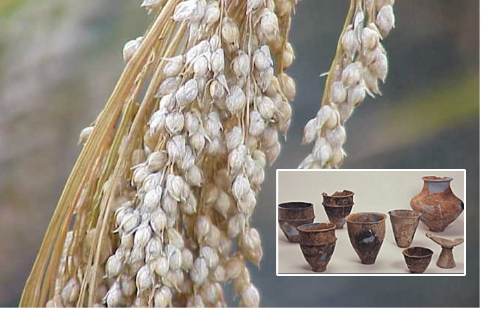 A 'Millet Mystery' And Complex Agricultural Adoption In Ancient Japan - Study