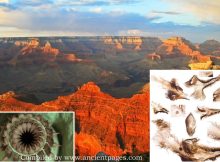 Unusual Ancient Creatures Discovered In The Grand Canyon