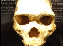 Enigma Of Skull From Petralona Cave In Greece Is Solved And Changes The Human Evolution's History
