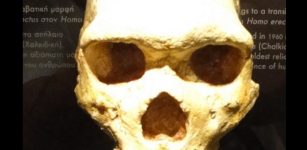 Enigma Of Skull From Petralona Cave In Greece Is Solved And Changes The Human Evolution's History