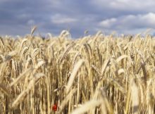 Hunter-Gatherers, Neolithic Farmers Followed "Danube Route" To Central Europe Expanded, Coexisted And Gradually Mixed