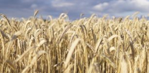 Hunter-Gatherers, Neolithic Farmers Followed "Danube Route" To Central Europe Expanded, Coexisted And Gradually Mixed