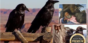 Raven: Uncommonly Intelligent Bird, Symbol Of Providence, Wisdom And Prophecy
