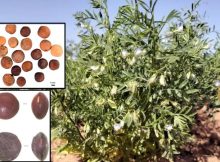 DNA Analysis Has Led To The Discovery Of An Ancient Crop In The Canary Islands