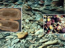 Illinois's Mazon Creek: Recreating 300-Million Year-Old Ecosystem - Fossil Preservation And Diversity Of Life