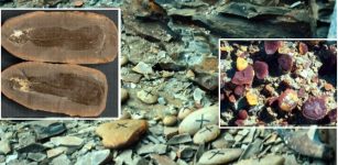 Illinois's Mazon Creek: Recreating 300-Million Year-Old Ecosystem - Fossil Preservation And Diversity Of Life