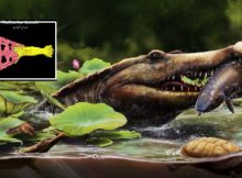 Earliest Long-Snouted Fossil Crocodile From Egypt Reveals African Origins Of Seagoing Crocs