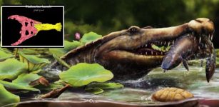Earliest Long-Snouted Fossil Crocodile From Egypt Reveals African Origins Of Seagoing Crocs