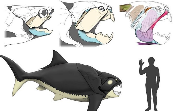 Unexpected Findings: Cleveland’s Prehistoric Sea Monster Was Unlike Most Of Its Kin