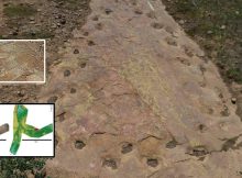 Looping Long-Necked Dinosaur Site Reveals Its Secrets