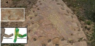 Looping Long-Necked Dinosaur Site Reveals Its Secrets