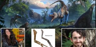 Nanotyrannus Confirmed: Dueling Dinosaurs Fossil Rewrites The Story Of T. Rex