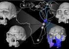A New Fossil Face Sheds Light On Early Migrations Of Ancient Human Ancestor