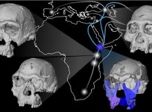 A New Fossil Face Sheds Light On Early Migrations Of Ancient Human Ancestor