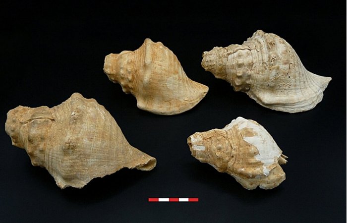 Shell Trumpets From Neolithic Catalonia Were Used For Effective Long-Distance Communication