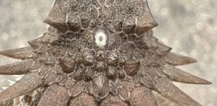 600-Million-Year-Old Cyclops-Like Creature Gave Rise To Our Modern Eyes