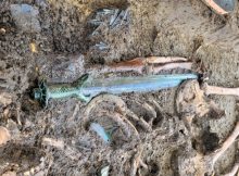 Remarkable 3,400-Year-Old Octagonal Bronze Sword: Experts Call It A Masterpiece Of Craftsmanship