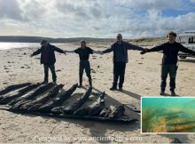 Historic Swash Channel Shipwreck Discovered At Studland Bay, Dorset, UK