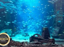 Riddle Of Brazilian Atlantis - Strange Discovered Rocks The World Forgot About