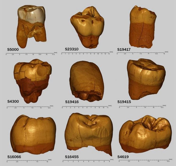 Genetic Profile Of Neanderthals Who Lived 100,000 Years Ago In Stajnia Cave, Poland, Reconstructed