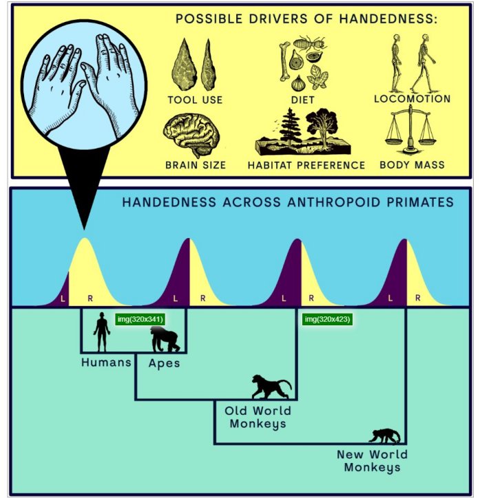 Evolutionary Enigma: Why Are Most People Right-Handed? New Clues Emerge