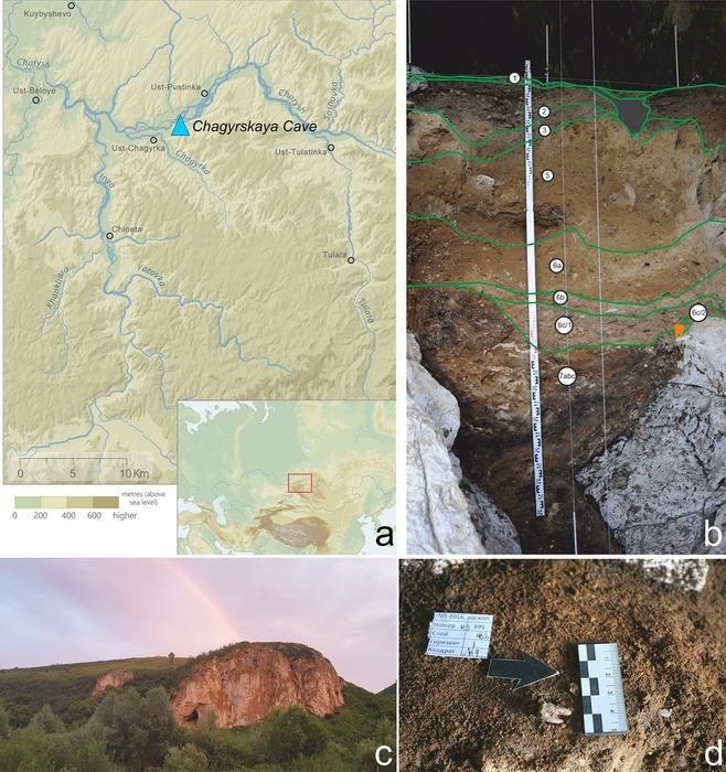 World's Oldest Successful Dental Treatment Found In 60,000-Year-Old Neanderthal Tooth From Chagyrskaya Cave