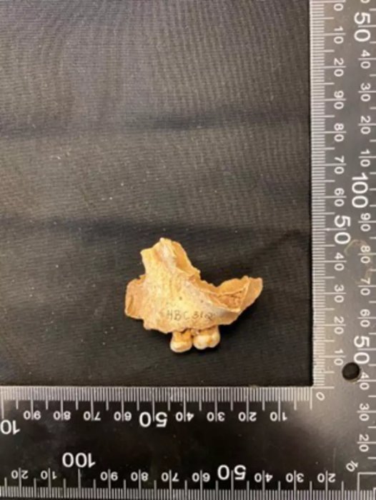 Oldest Human Remains In Northern Britain, Belonging To An 11,000-Year-Old Female Child, Discovered At Heaning Wood Bone Cave In Great Urswick, Cumbria