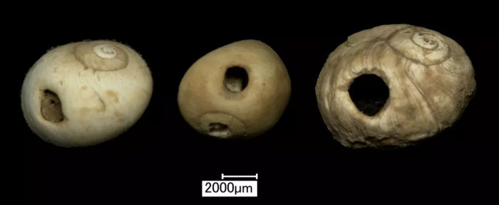 Oldest Human Remains In Northern Britain, Belonging To An 11,000-Year-Old Female Child, Discovered At Heaning Wood Bone Cave In Great Urswick, Cumbria