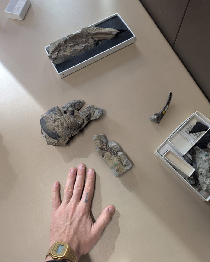 Praearcturus Gigas: The Biggest Scorpion Ever Revealed By 415-Million-Year-Old Fossils