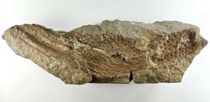 Praearcturus Gigas: The Biggest Scorpion Ever Revealed By 415-Million-Year-Old Fossils