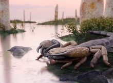 Praearcturus Gigas: The Biggest Scorpion Ever Revealed By 415-Million-Year-Old Fossils
