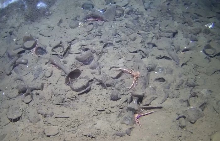 Skagerrak Shipwreck Reveals Pristine 18th-Century Chinese Porcelain Cargo 