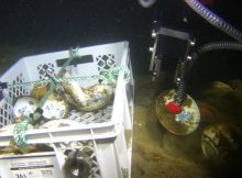 Skagerrak Shipwreck Reveals Pristine 18th-Century Chinese Porcelain Cargo
