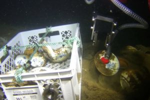 Skagerrak Shipwreck Reveals Pristine 18th-Century Chinese Porcelain Cargo