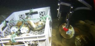 Skagerrak Shipwreck Reveals Pristine 18th-Century Chinese Porcelain Cargo