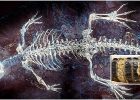 Fossil From Spain Shows What The Skin And Color Patterns Of Crocodiles Looked Like 125 Million Years Ago