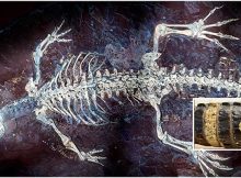 Fossil From Spain Shows What The Skin And Color Patterns Of Crocodiles Looked Like 125 Million Years Ago