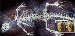 Fossil From Spain Shows What The Skin And Color Patterns Of Crocodiles Looked Like 125 Million Years Ago