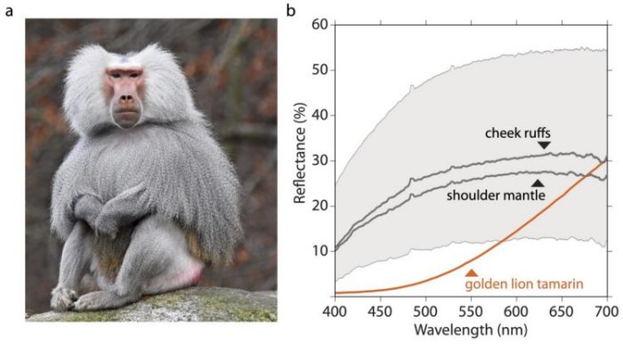 godthoothbaboonmoonlight3.jpg