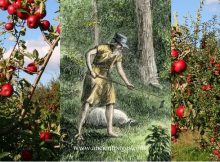 Legendary Johnny Appleseed Who Planted Apple Trees Across North America