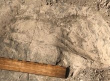 Unexpectedly Large Hominins Identified From 1.4-Million-Year-Old Footprints By An African Lake
