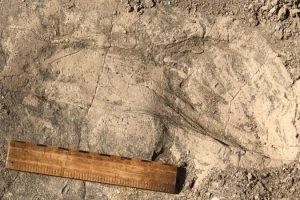 Unexpectedly Large Hominins Identified From 1.4-Million-Year-Old Footprints By An African Lake