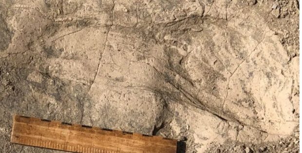 Unexpectedly Large Hominins Identified From 1.4-Million-Year-Old Footprints By An African Lake