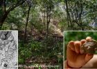 Forgotten Ancient Maya City El Yesal And Its Large Pyramids In The Balam Kú Biosphere Reserve, Mexico, Revealed By Archaeologists