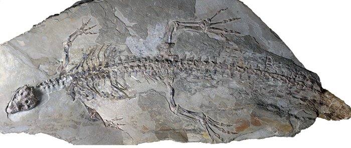Fossil From Spain Shows What The Skin And Color Patterns Of Crocodiles Looked Like 125 Million Years Ago