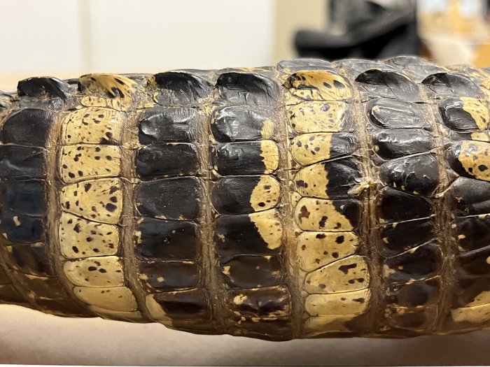 Fossil From Spain Shows What The Skin And Color Patterns Of Crocodiles Looked Like 125 Million Years Ago