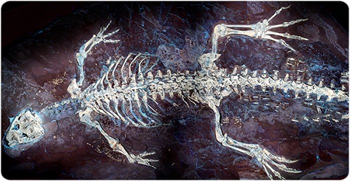 Fossil From Spain Shows What The Skin And Color Patterns Of Crocodiles Looked Like 125 Million Years Ago