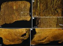 Tooth Marks On Fossil Bones from Cretaceous-Era Wyoming: T. rex Was Likely Responsible