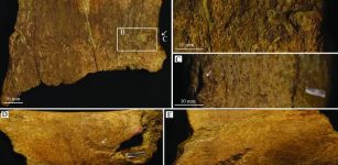 Tooth Marks On Fossil Bones from Cretaceous-Era Wyoming: T. rex Was Likely Responsible