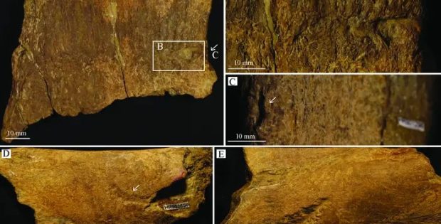 Tooth Marks On Fossil Bones from Cretaceous-Era Wyoming: T. rex Was Likely Responsible